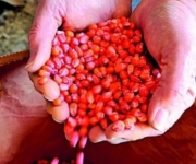В РФ разрешили сеять генно-модифицированные зерновые