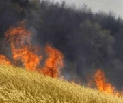 Пшеничное поле уничтожено пожаром в Ростовской области