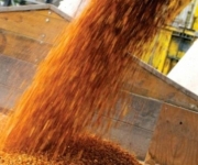 Объем экспорта зерновых в 2011 году может превысить 20 миллионов тонн